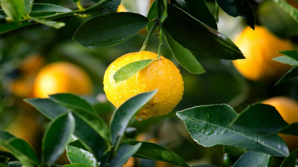 Papel da alimentação na regulagem hormonal para hipertrofia